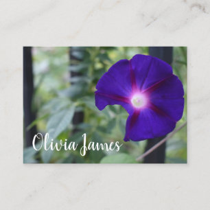 Carte De Visite Purple Matin Gloire Jardin Fleur Nature Photo