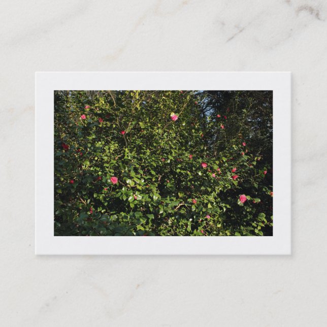 Carte De Visite Red Camellia Bush (frontière) (Devant)