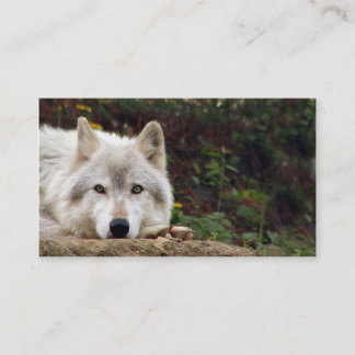 Carte De Visite Regard fixe de loup de bois de construction