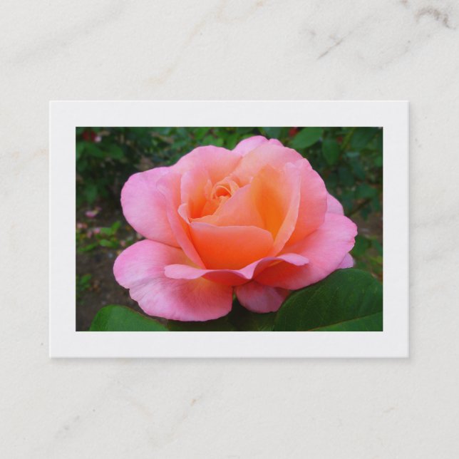 Carte De Visite Rose rose, Mini photo (Devant)