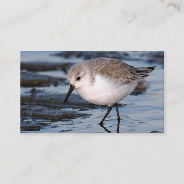 Carte De Visite Sanderling Flâner sur une plage d'hiver (Devant)