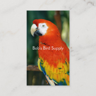 Carte De Visite Scarlet Macaw