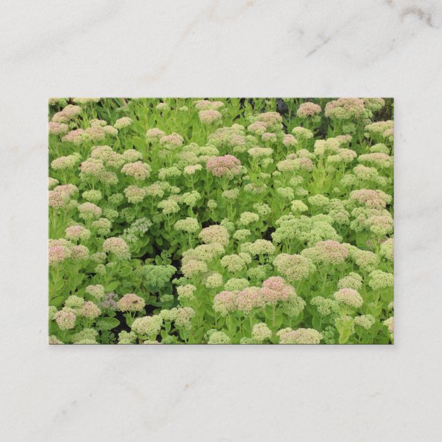 Carte De Visite Sedum (Joie d'automne) (Devant)