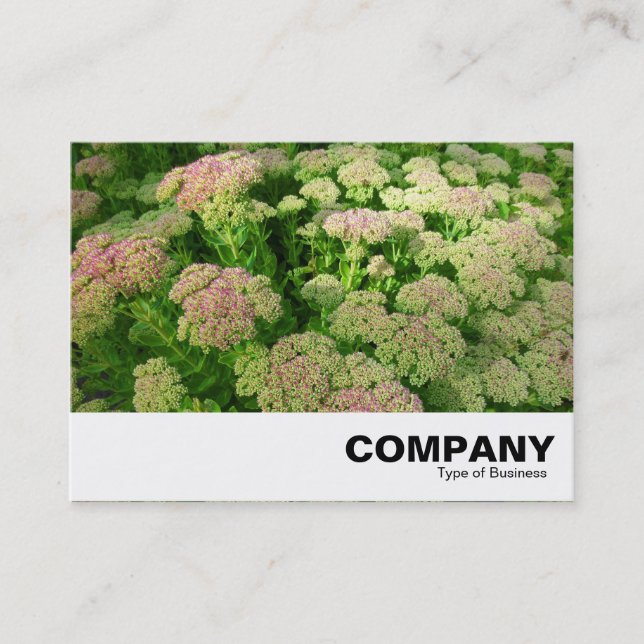 Carte De Visite Sedum "Joie d'automne" (Devant)