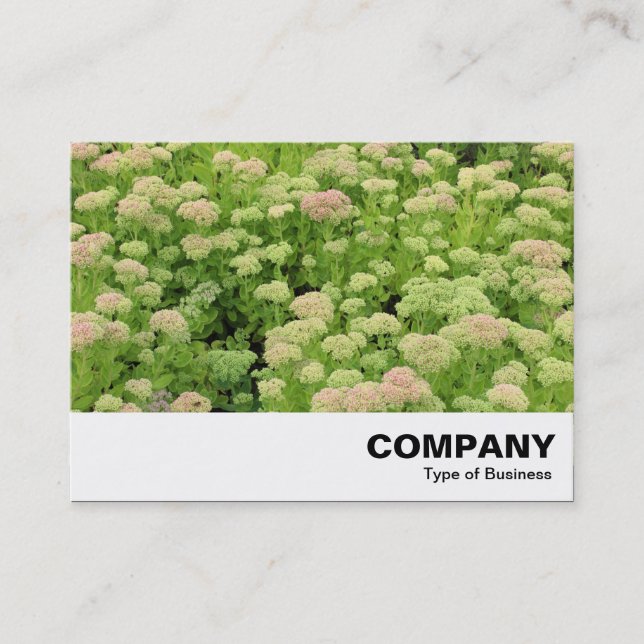 Carte De Visite Sedum (Joie d'automne) (Devant)