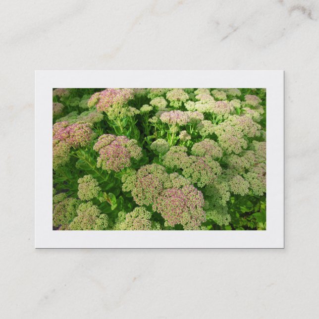 Carte De Visite Sedum "Joie d'automne" (Bordé) (Devant)