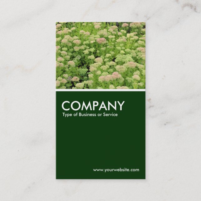 Carte De Visite Sedum (Joie d'automne) - Vert foncé (Devant)