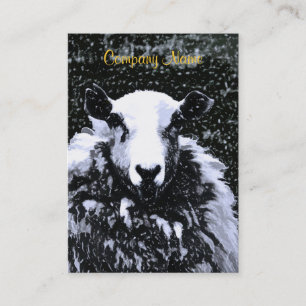 CARTE DE VISITE SHEEP