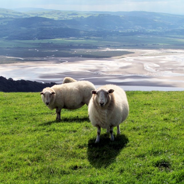 CARTE DE VISITE SHEEP DE MONTAGNE BIEN-ÊTRE (Créateur téléchargé)