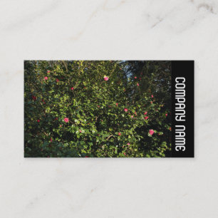 Carte De Visite Side Band - Red Camellia Bush
