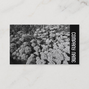 Carte De Visite Side Band - Sedum "Autumn Joy"