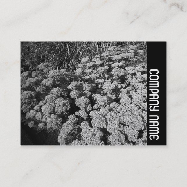 Carte De Visite Side Band - Sedum "Autumn Joy" (Devant)