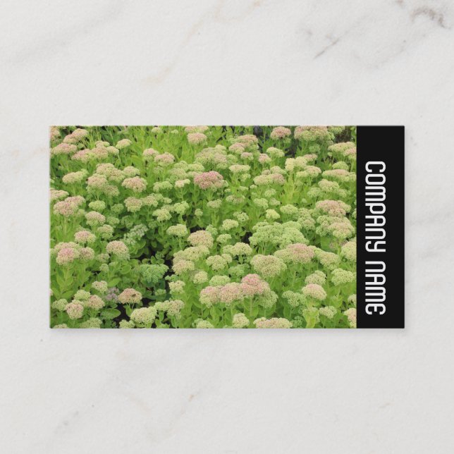 Carte De Visite Side Band - Sedum (Autumn Joy) (Devant)