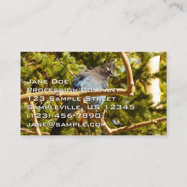 Carte De Visite Steller's Jay at Rocky Mountain National Park (Devant)