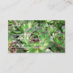 Carte De Visite Succulents
