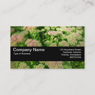 Carte De Visite Texture Band V2 - Sedum "Joie d'Automne"