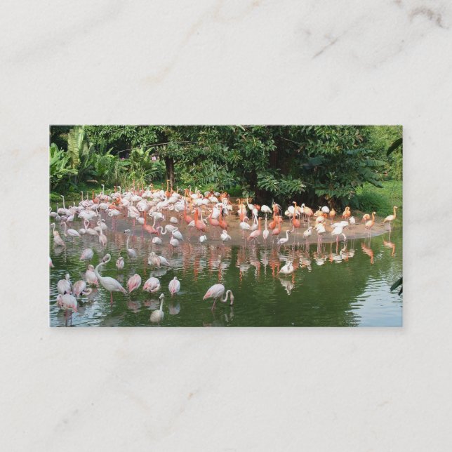 carte de visite troupeau de flamants roses nature (Devant)
