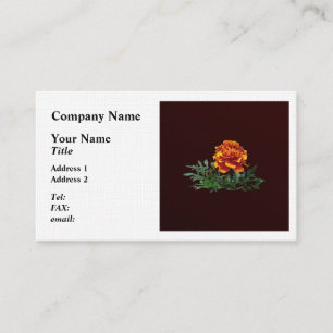 Carte De Visite Un Marigold orange avec pourboires jaunes