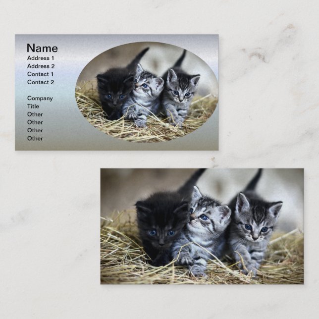 Carte De Visite Un trio de chatons nessonnés ensemble (Devant / Derrière)