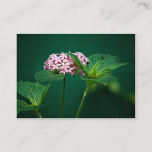 Carte De Visite Une touche de rose dans la mini-impression verte