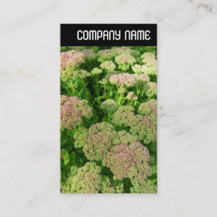 Carte De Visite V En-tête - Sedum "Joie d'Automne"
