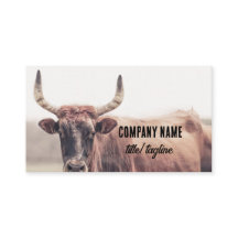 vache avec cornes pays animal photo