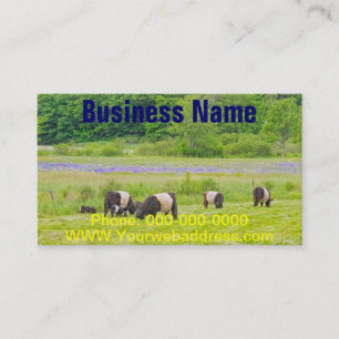 Carte De Visite Vaches ceinturées à Galloway dans le pâturage