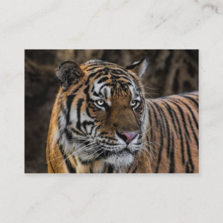 Carte De Visite Visage sauvage lisse de tigre magnifique