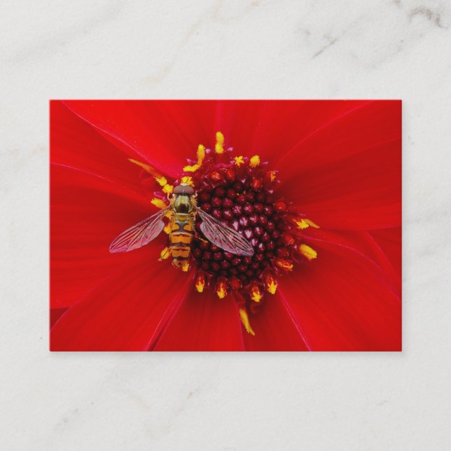 Carte De Visite Vol stationnaire sur une Dahlia, Mini Photo (Devant)