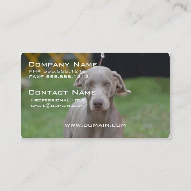 Carte De Visite Weimaraner adorable (Devant)
