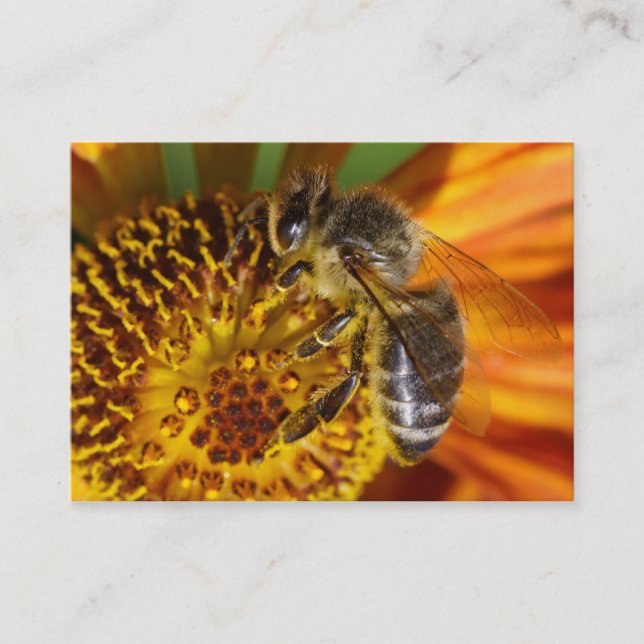 Carte De Visite Western Honey Bee Macro photo (Devant)