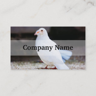Carte De Visite White Dove, Bird Photo