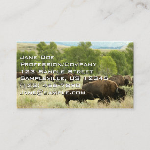 Carte De Visite Wyoming Bison Nature Animal Photographie