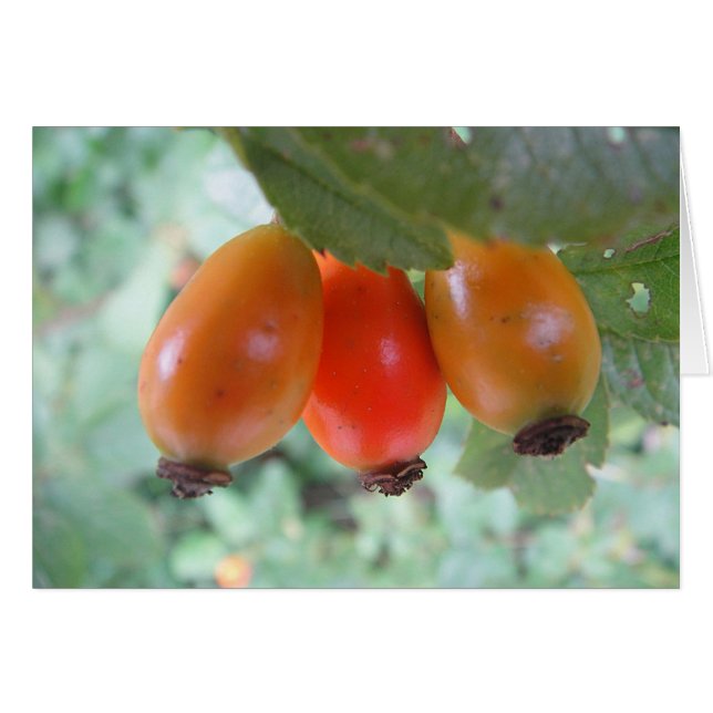 Carte de voeux (Devant horizontal)