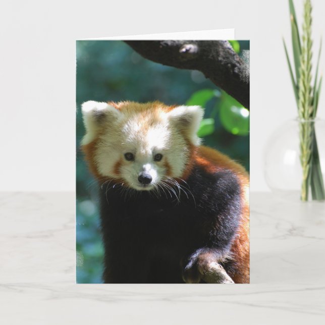 Carte de voeux adorable de panda rouge (Devant)