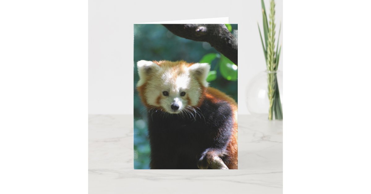 Carte De Voeux Adorable De Panda Rouge Zazzle Fr