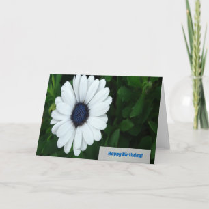 Carte de voeux African Daisy
