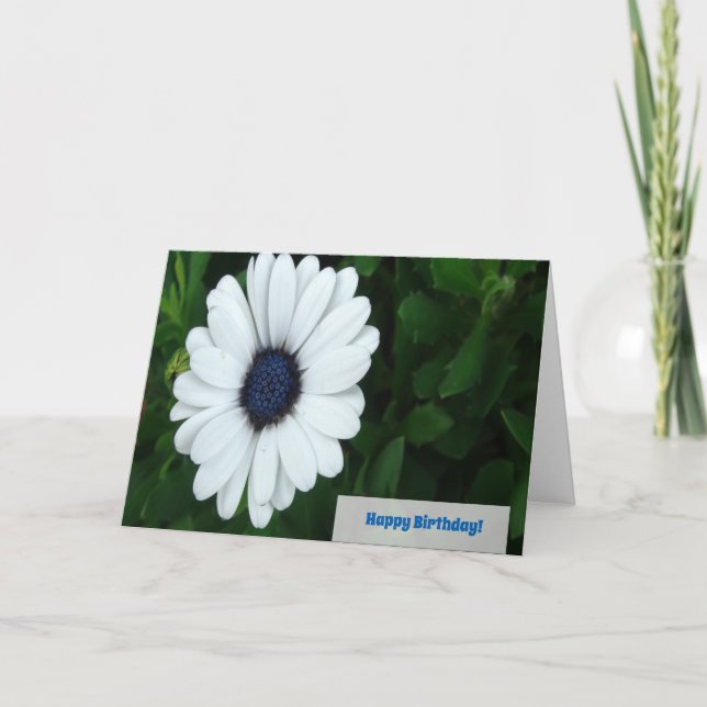 Carte de voeux African Daisy (Devant)