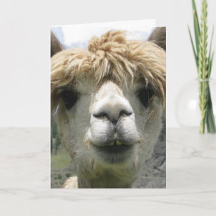 CARTE DE VŒUX ALPACA BLANC