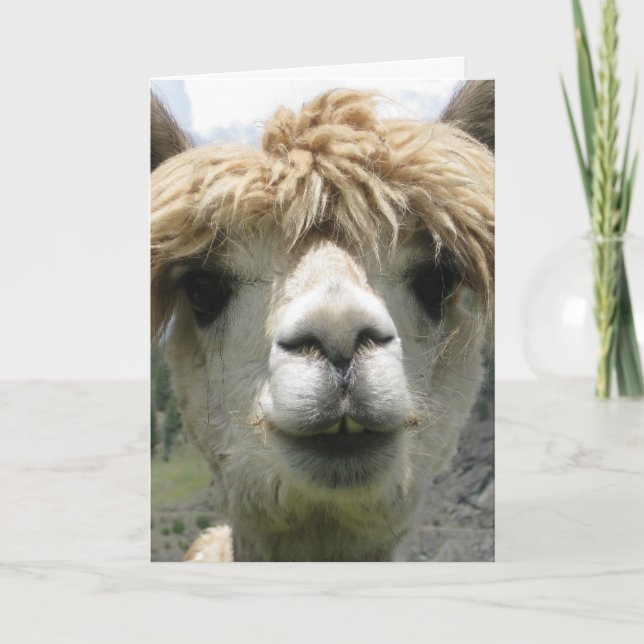 CARTE DE VŒUX ALPACA BLANC (Devant)