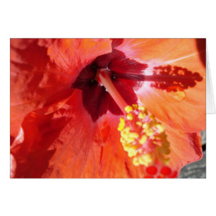 Carte de voeux Amarylis