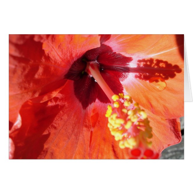 Carte de voeux Amarylis (Devant horizontal)