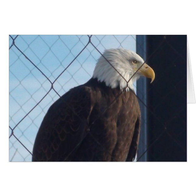 Carte de vœux American Eagle (Devant horizontal)