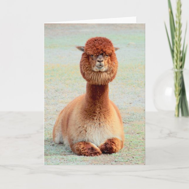 Carte de voeux amusante Alpaca (Devant)