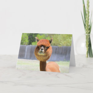 Carte de voeux amusante Alpaca