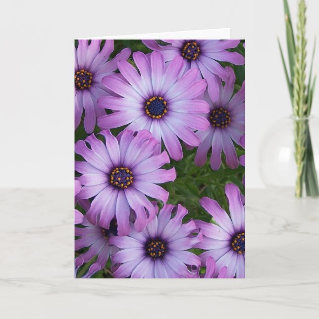 Carte de voeux Aster Flowers (Devant)