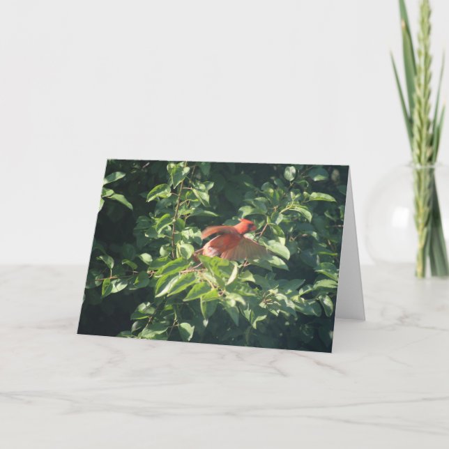 Carte de vœux avec cardinal sur le point de prendr (Devant)