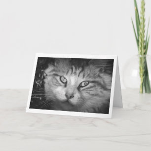 Carte de voeux - B&W Kitty
