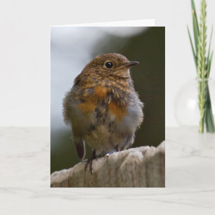 Carte de voeux Baby Robin