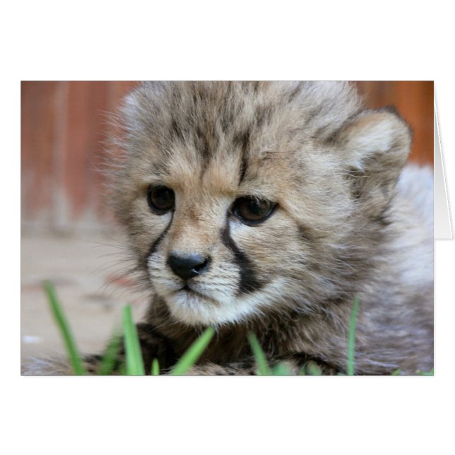 Carte de voeux - Bébé mignon Cheetah (Devant horizontal)